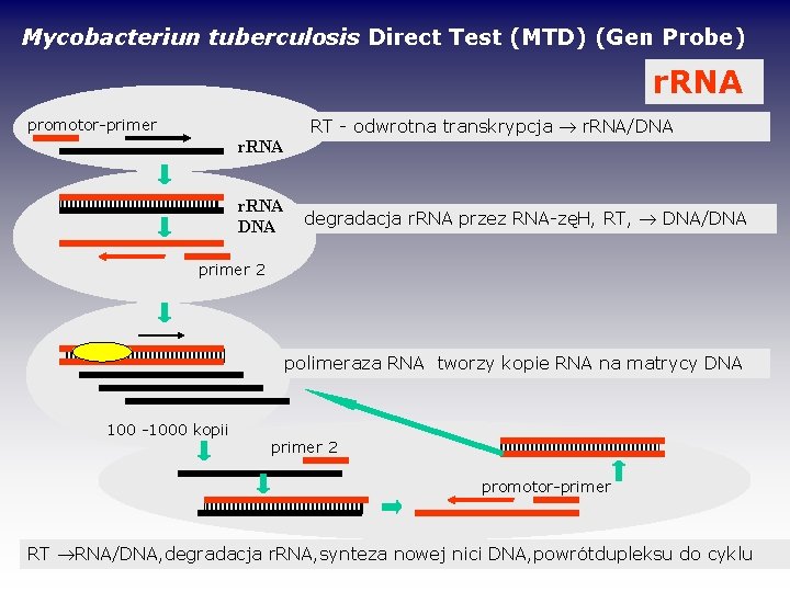 Mycobacteriun tuberculosis Direct Test (MTD) (Gen Probe) r. RNA promotor-primer r. RNA DNA RT