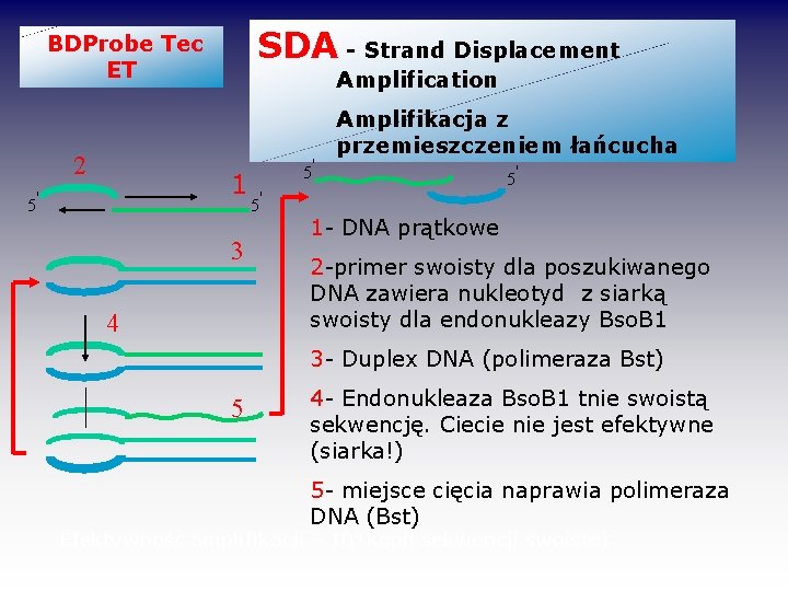 SDA - Strand Displacement BDProbe Tec ET 2 Amplification 1 5' 3 4 5'