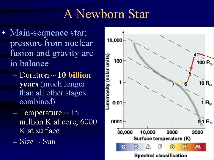 A Newborn Star • Main-sequence star; pressure from nuclear fusion and gravity are in