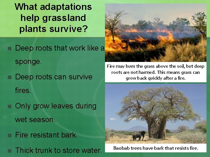 Habitats and Adaptations How do adaptations help living