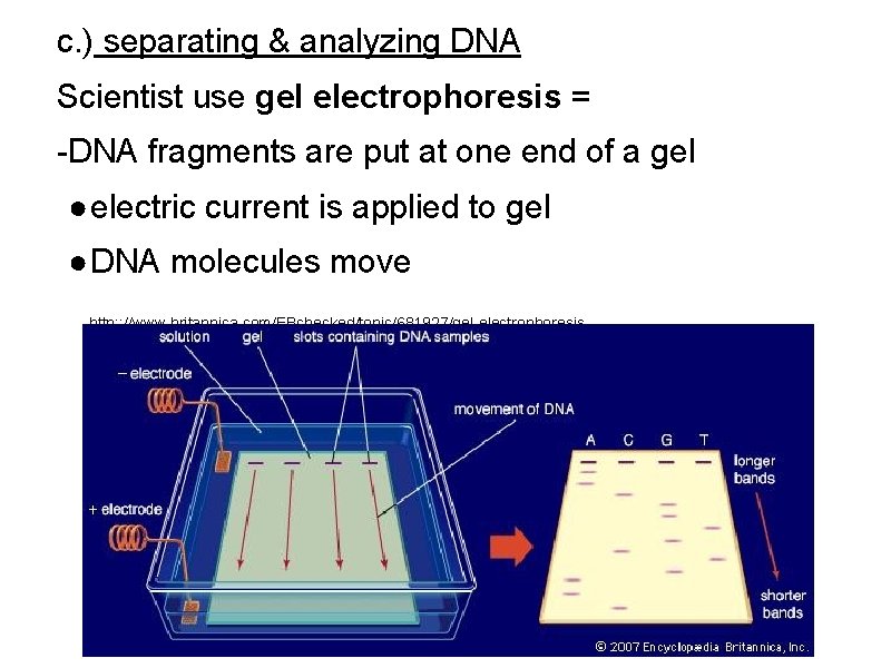 c. ) separating & analyzing DNA Scientist use gel electrophoresis = -DNA fragments are