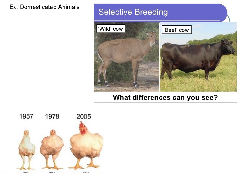 Ex: Domesticated Animals 