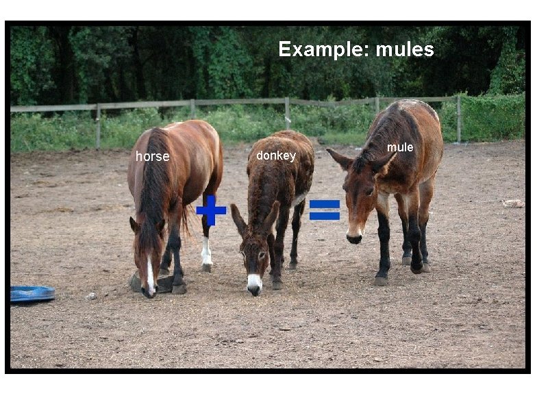 Example: mules horse donkey mule 