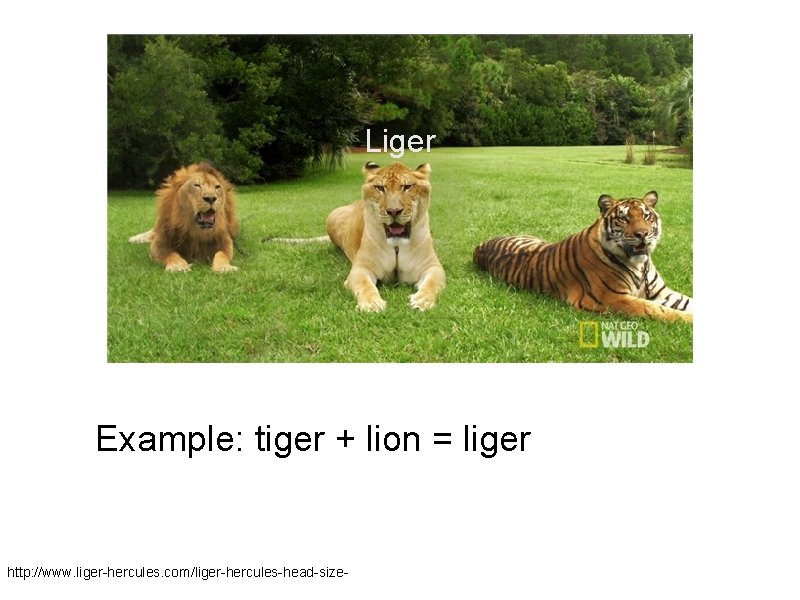 Liger Example: tiger + lion = liger http: //www. liger-hercules. com/liger-hercules-head-size- 