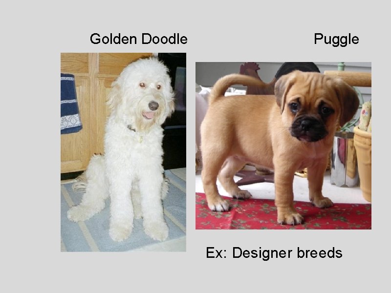 Golden Doodle Puggle Ex: Designer breeds 