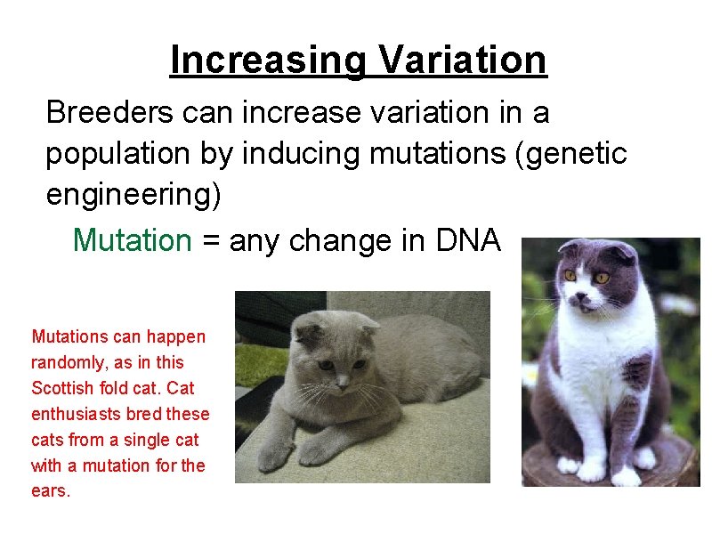 Increasing Variation Breeders can increase variation in a population by inducing mutations (genetic engineering)