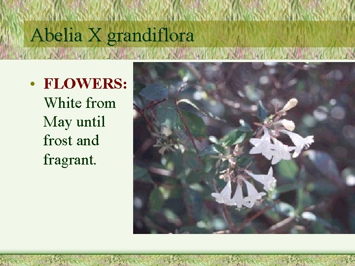Abelia X grandiflora • FLOWERS: White from May until frost and fragrant. 
