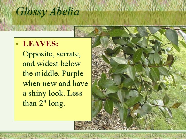 Glossy Abelia • LEAVES: Opposite, serrate, and widest below the middle. Purple when new