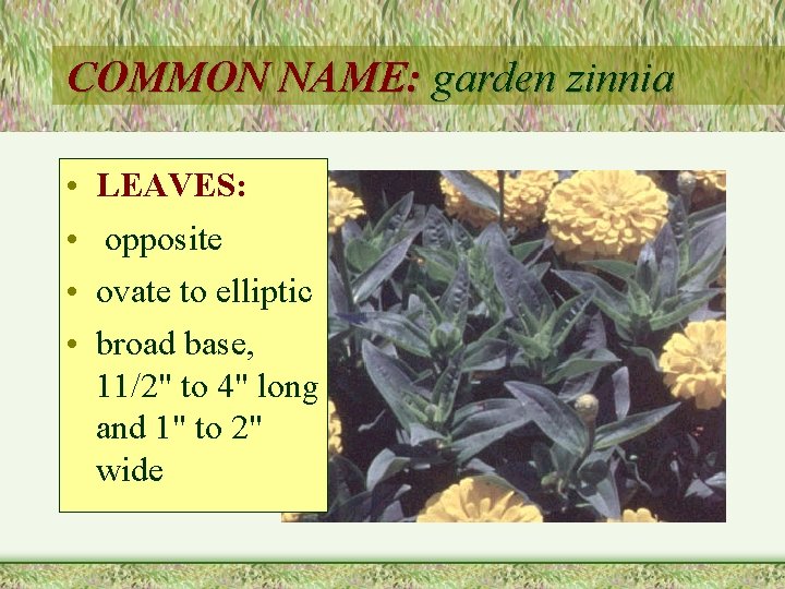 COMMON NAME: garden zinnia • • LEAVES: opposite ovate to elliptic broad base, 11/2"