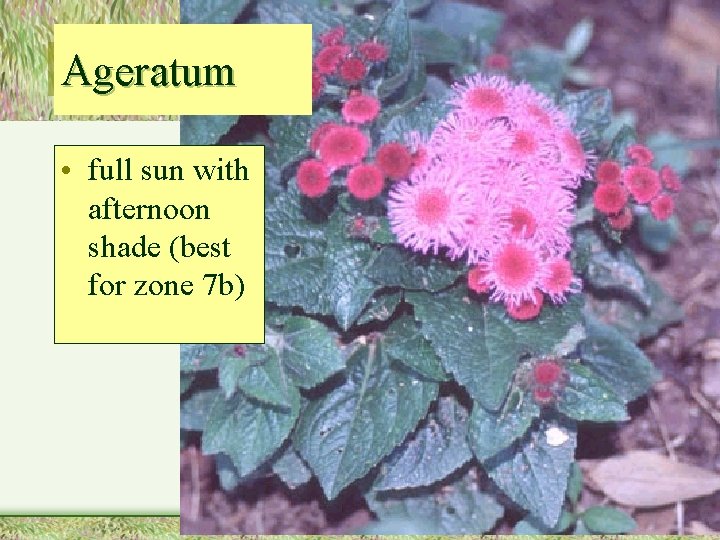 Ageratum • full sun with afternoon shade (best for zone 7 b) 