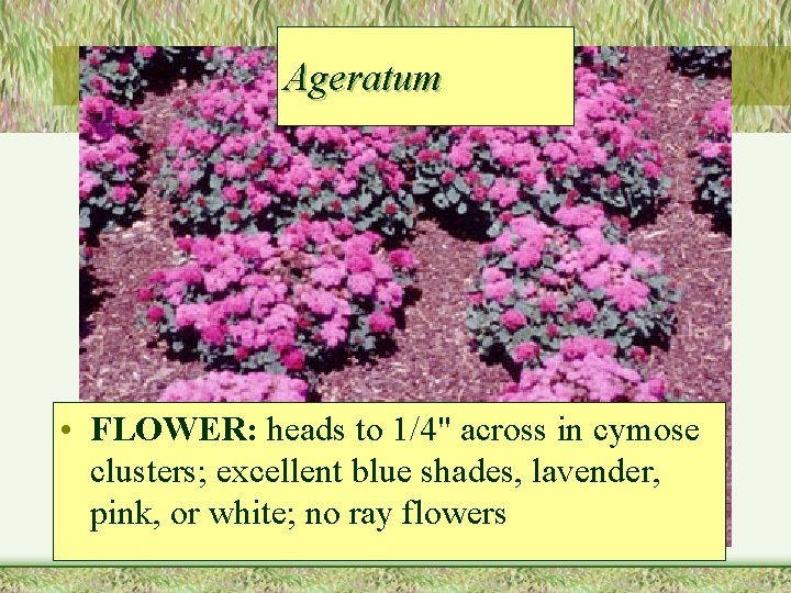 Ageratum • FLOWER: heads to 1/4" across in cymose clusters; excellent blue shades, lavender,