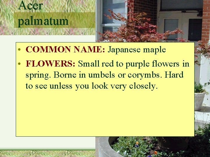 Acer palmatum • COMMON NAME: Japanese maple • FLOWERS: Small red to purple flowers