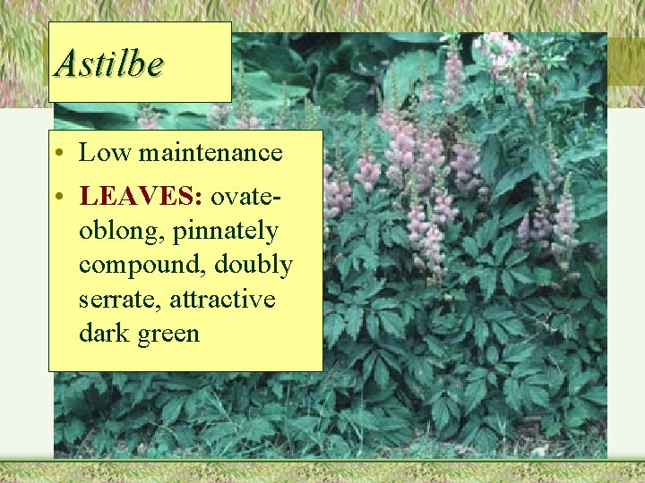 Astilbe • Low maintenance • LEAVES: ovateoblong, pinnately compound, doubly serrate, attractive dark green