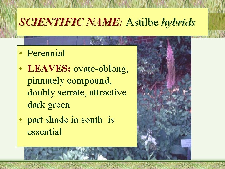 SCIENTIFIC NAME: Astilbe hybrids • Perennial • LEAVES: ovate-oblong, pinnately compound, doubly serrate, attractive