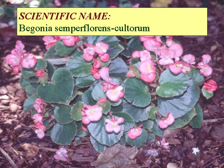 SCIENTIFIC NAME: Begonia semperflorens-cultorum 
