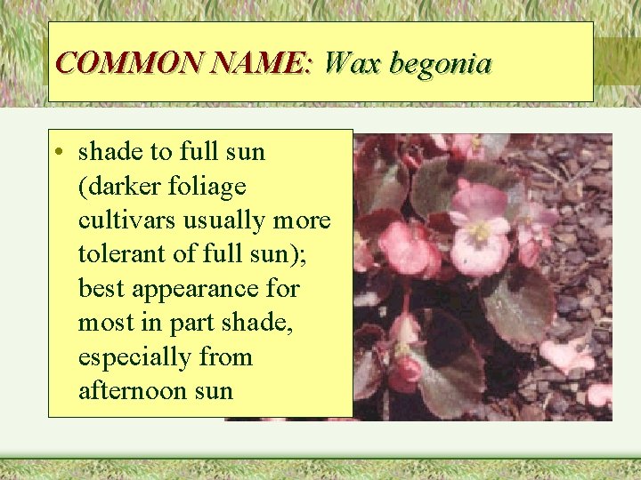 COMMON NAME: Wax begonia • shade to full sun (darker foliage cultivars usually more