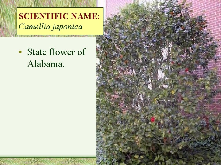 SCIENTIFIC NAME: Camellia japonica • State flower of Alabama. 