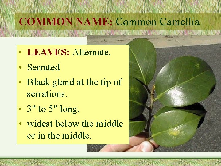 COMMON NAME: Common Camellia • LEAVES: Alternate. • Serrated • Black gland at the