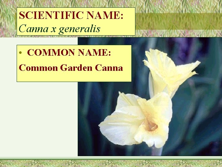 SCIENTIFIC NAME: Canna x generalis • COMMON NAME: Common Garden Canna 