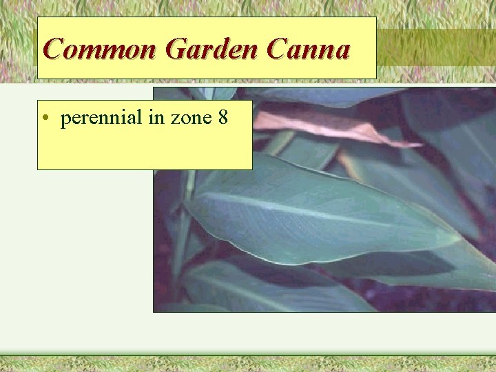Common Garden Canna • perennial in zone 8 