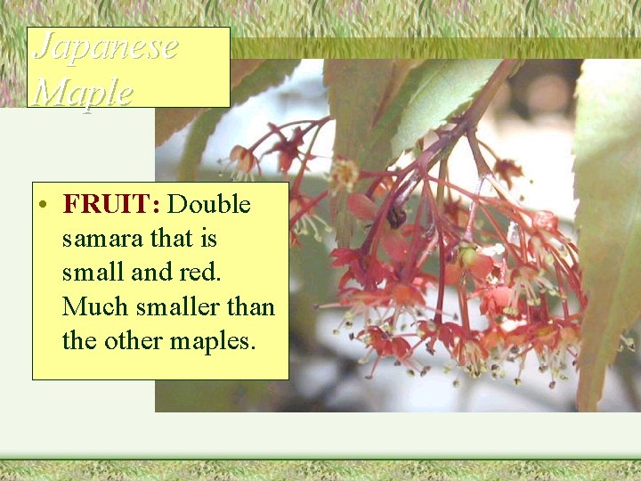 Japanese Maple • FRUIT: Double samara that is small and red. Much smaller than