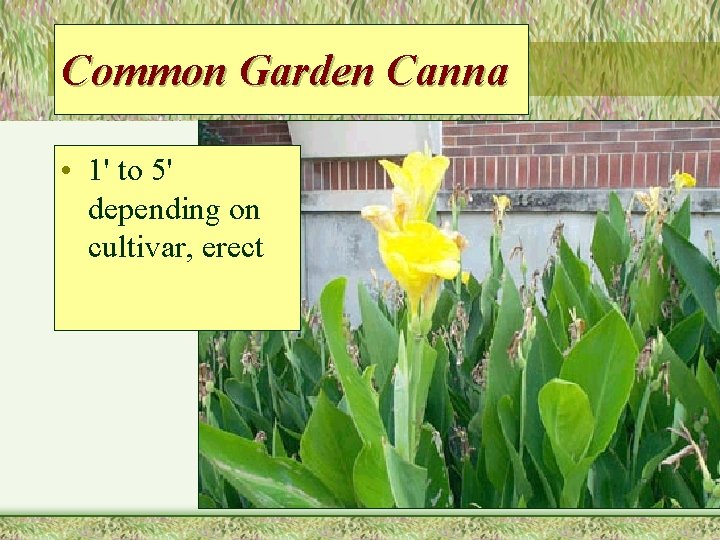 Common Garden Canna • 1' to 5' depending on cultivar, erect 