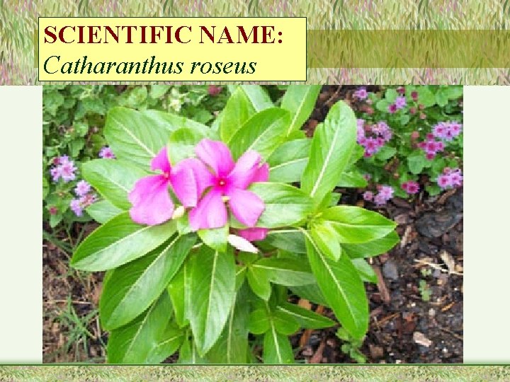 SCIENTIFIC NAME: Catharanthus roseus 