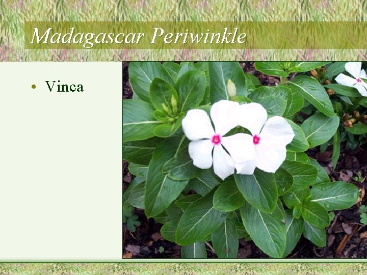 Madagascar Periwinkle • Vinca 