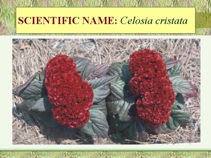 SCIENTIFIC NAME: Celosia cristata 