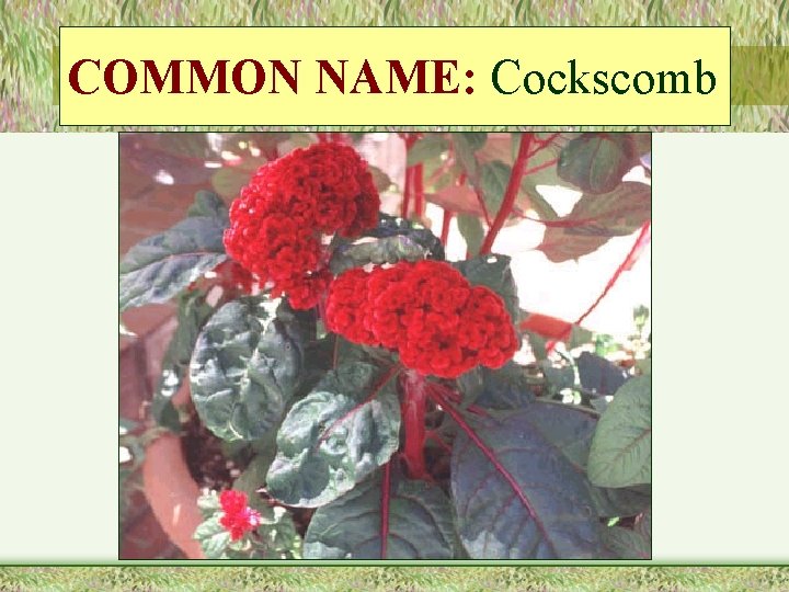 COMMON NAME: Cockscomb 