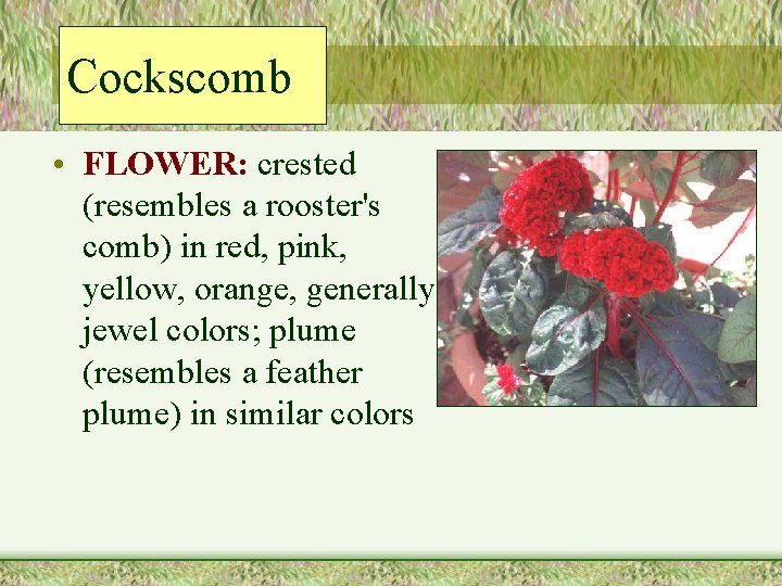 Cockscomb • FLOWER: crested (resembles a rooster's comb) in red, pink, yellow, orange, generally