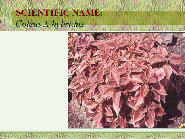 SCIENTIFIC NAME: Coleus X hybridus 