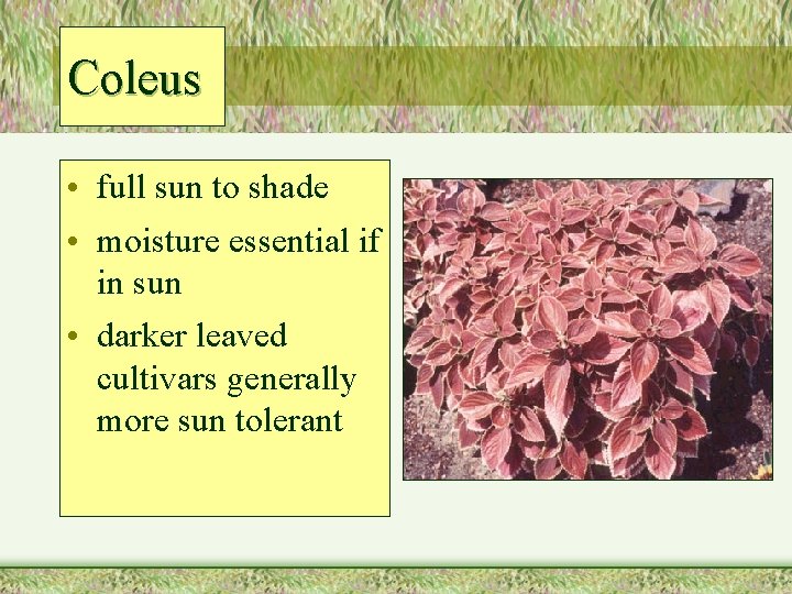 Coleus • full sun to shade • moisture essential if in sun • darker