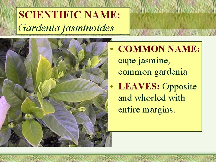 SCIENTIFIC NAME: Gardenia jasminoides • COMMON NAME: cape jasmine, common gardenia • LEAVES: Opposite