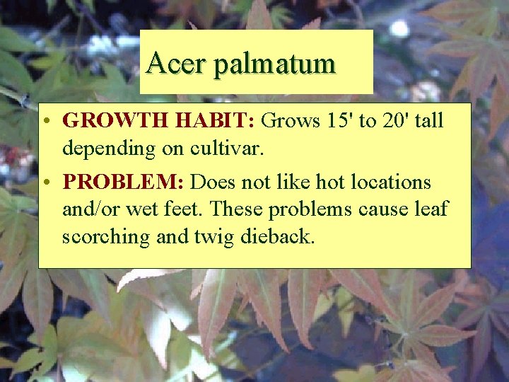 Acer palmatum • GROWTH HABIT: Grows 15' to 20' tall depending on cultivar. •
