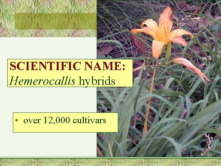 SCIENTIFIC NAME: Hemerocallis hybrids • over 12, 000 cultivars 