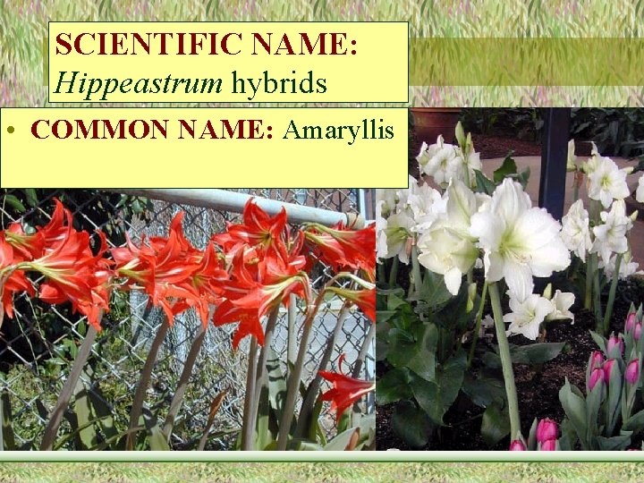 SCIENTIFIC NAME: Hippeastrum hybrids • COMMON NAME: Amaryllis 