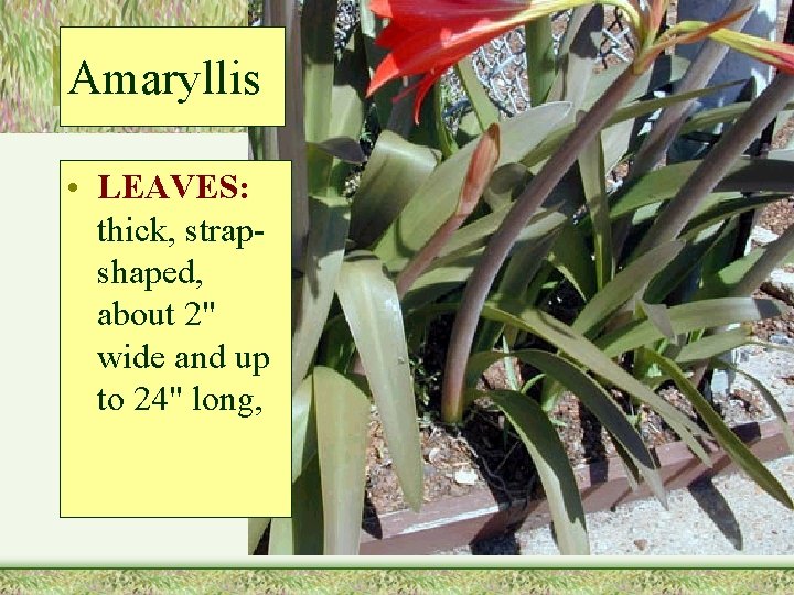 Amaryllis • LEAVES: thick, strapshaped, about 2" wide and up to 24" long, 