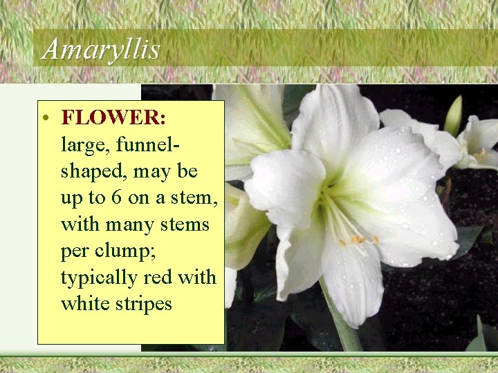 Amaryllis • FLOWER: large, funnelshaped, may be up to 6 on a stem, with
