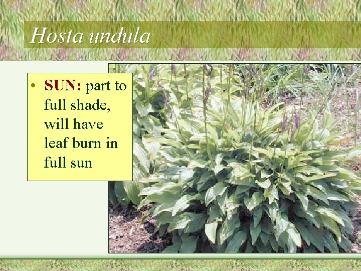 Hosta undula • SUN: part to full shade, will have leaf burn in full