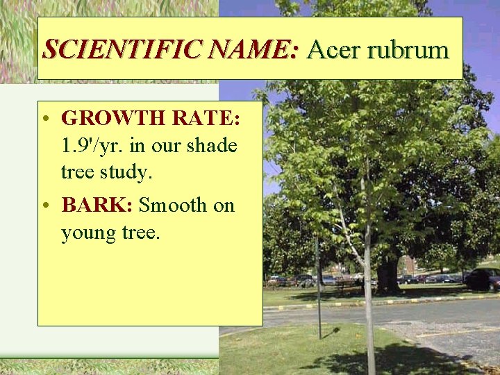 SCIENTIFIC NAME: Acer rubrum • GROWTH RATE: 1. 9'/yr. in our shade tree study.
