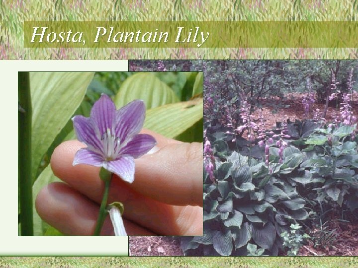 Hosta, Plantain Lily 