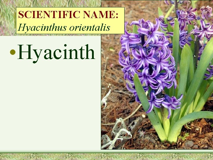 SCIENTIFIC NAME: Hyacinthus orientalis • Hyacinth 