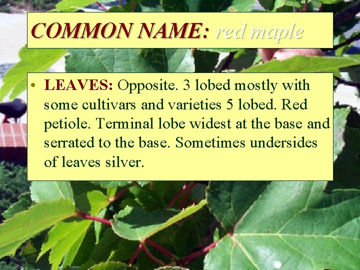 COMMON NAME: red maple • LEAVES: Opposite. 3 lobed mostly with some cultivars and