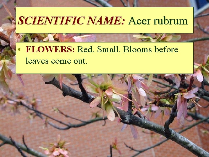 SCIENTIFIC NAME: Acer rubrum • FLOWERS: Red. Small. Blooms before leaves come out. 