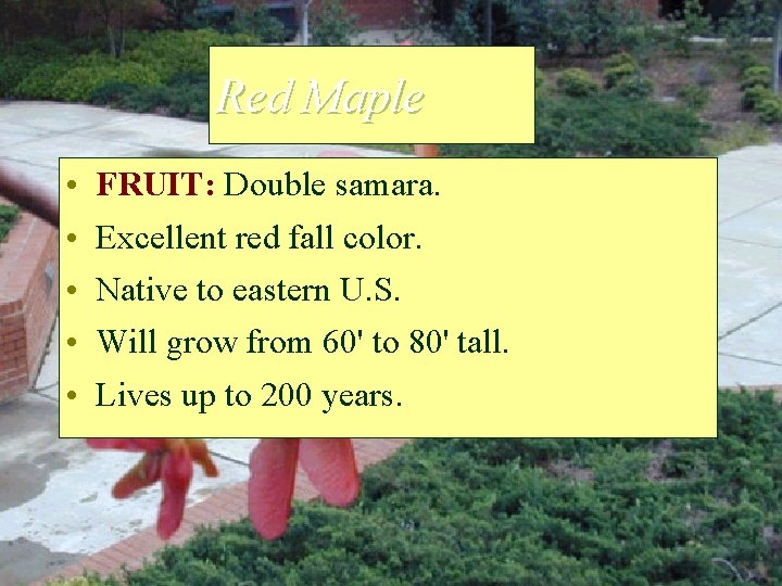 Red Maple • • • FRUIT: Double samara. Excellent red fall color. Native to