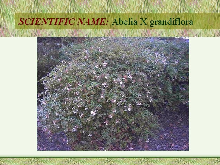 SCIENTIFIC NAME: Abelia X grandiflora 