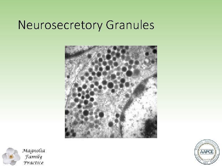 Neurosecretory Granules 