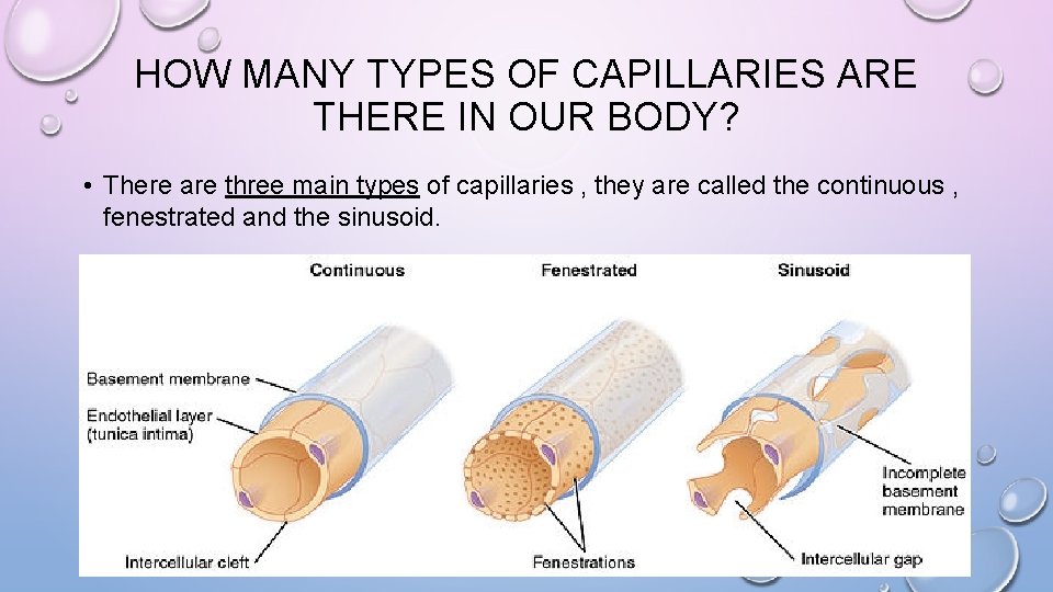 HOW MANY TYPES OF CAPILLARIES ARE THERE IN OUR BODY? • There are three