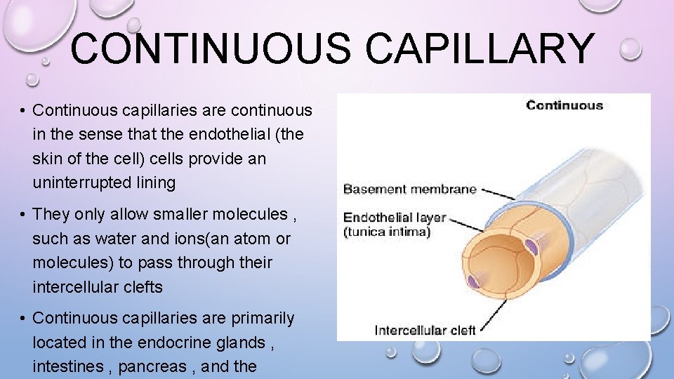 CONTINUOUS CAPILLARY • Continuous capillaries are continuous in the sense that the endothelial (the